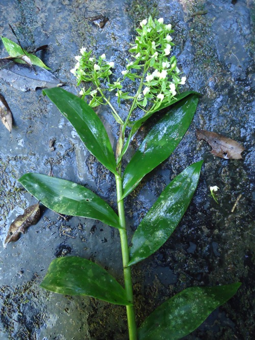 Epidendrum paniculatum