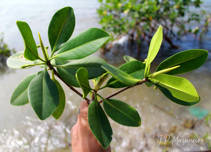 Rhizophora mangle