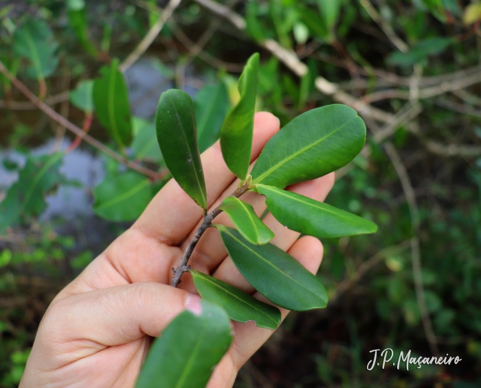 Rhizophora mangle