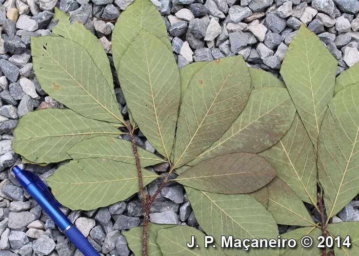 Aspidosperma tomentosum