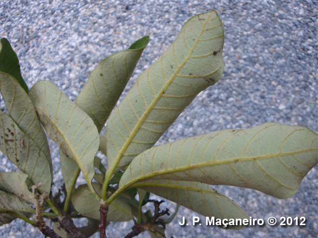 Aspidosperma tomentosum