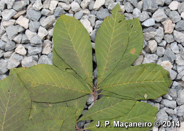 Aspidosperma tomentosum