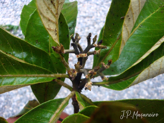 Aspidosperma tomentosum