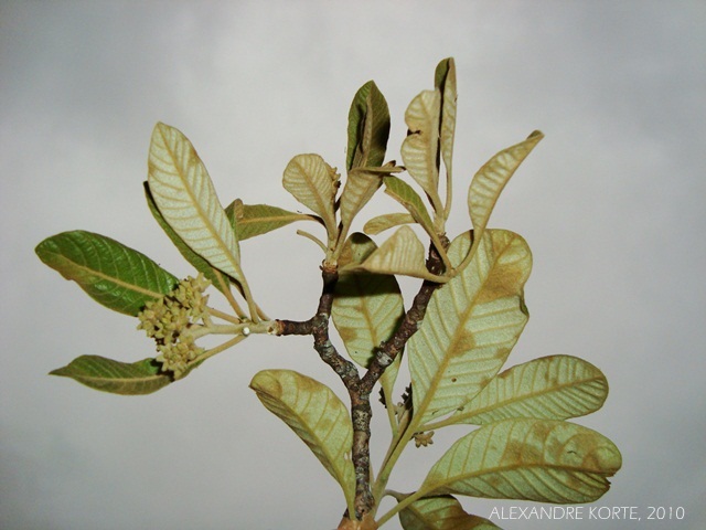 Aspidosperma tomentosum