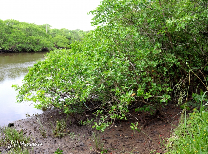 Laguncularia racemosa