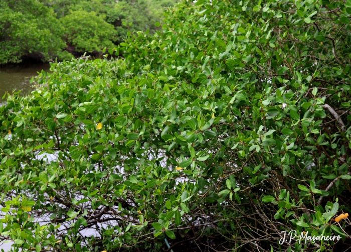 Laguncularia racemosa