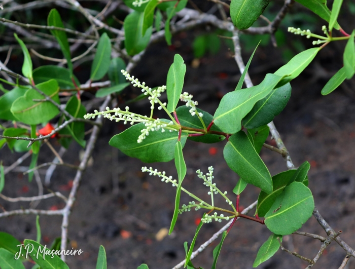 Laguncularia racemosa