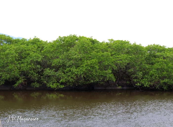 Laguncularia racemosa