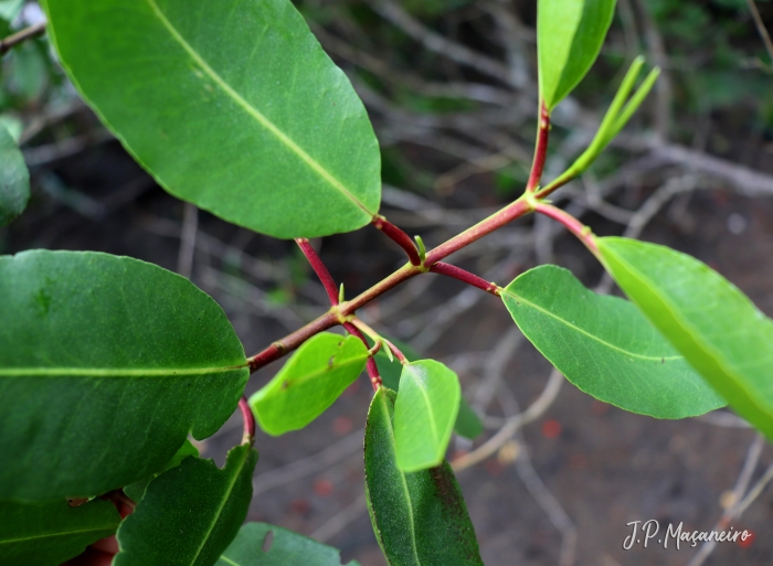 Laguncularia racemosa