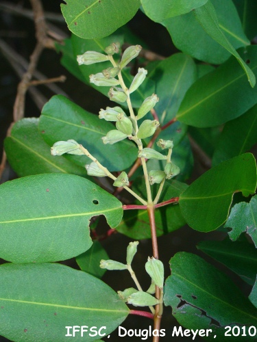 Laguncularia racemosa