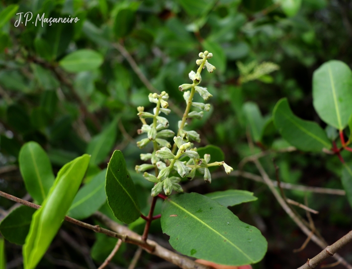 Laguncularia racemosa