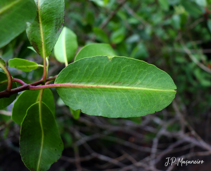 Laguncularia racemosa