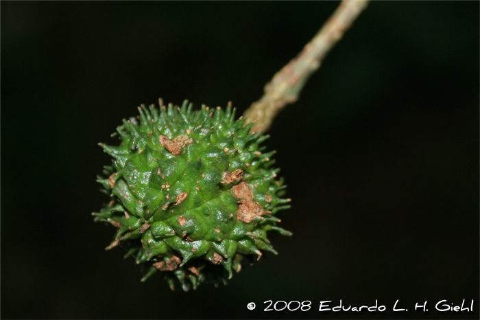 Esenbeckia grandiflora