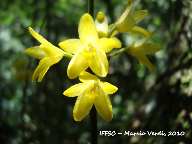 Octomeria juncifolia