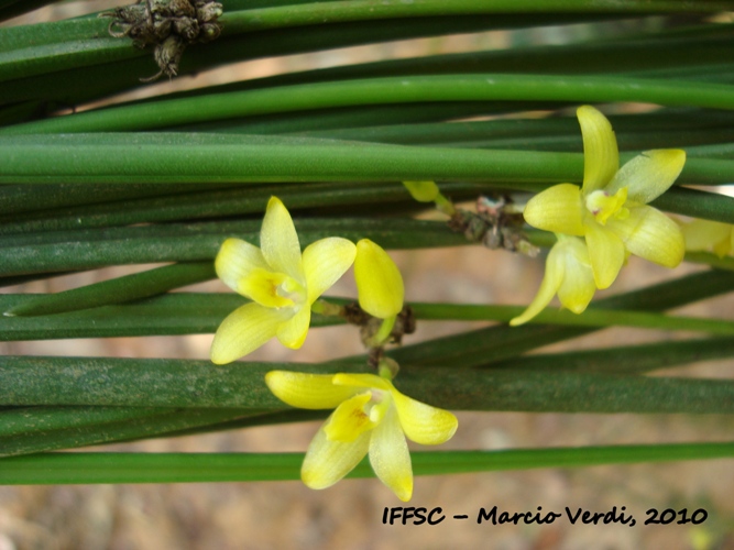 Octomeria juncifolia