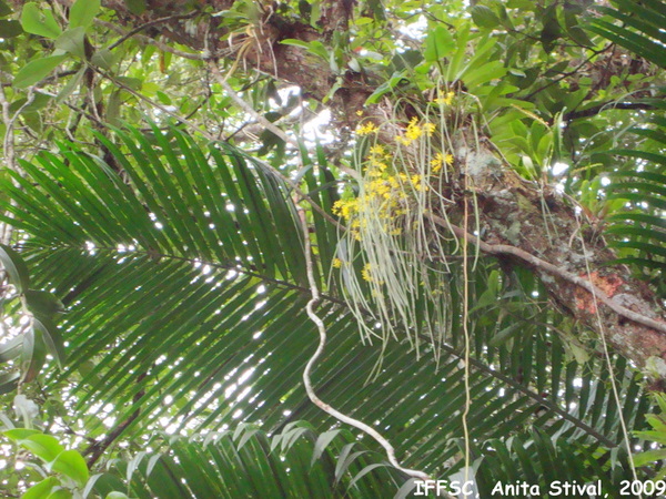 Octomeria juncifolia