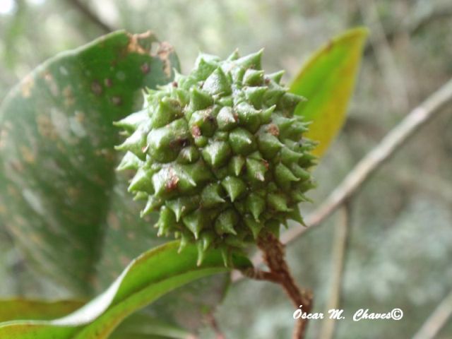 Esenbeckia grandiflora