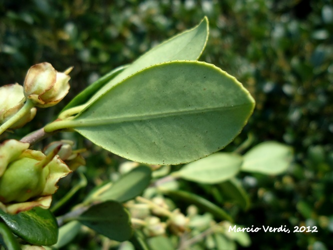 Ternstroemia brasiliensis