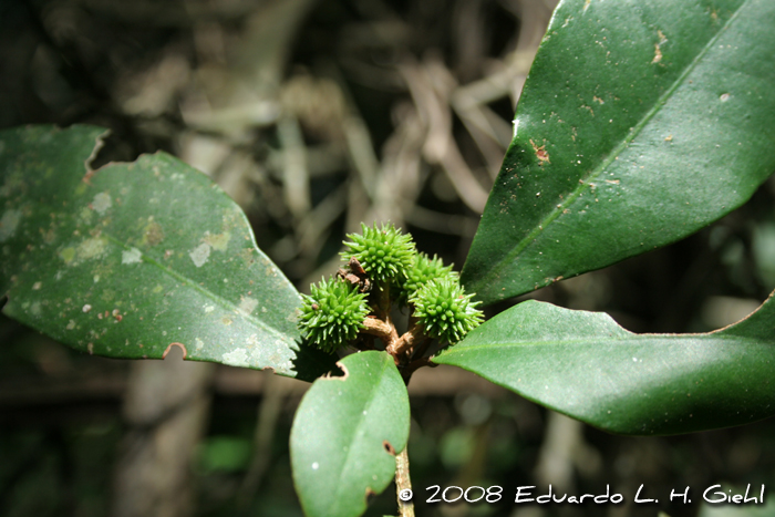 Esenbeckia grandiflora