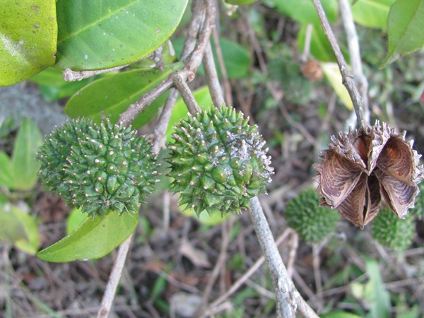 Esenbeckia grandiflora