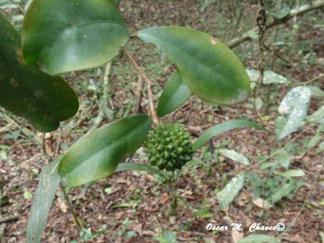 Esenbeckia grandiflora