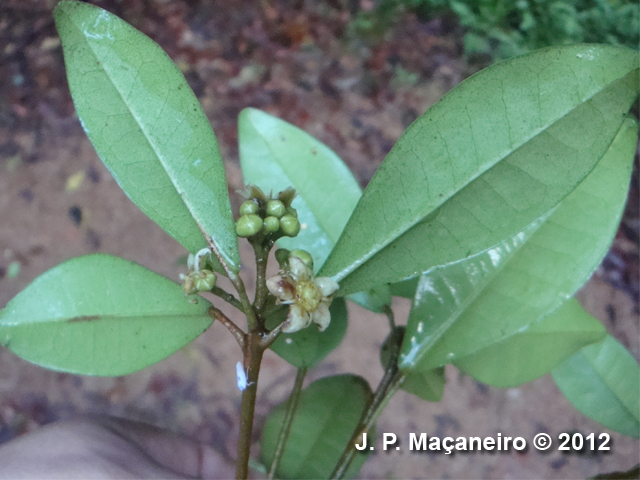 Esenbeckia grandiflora