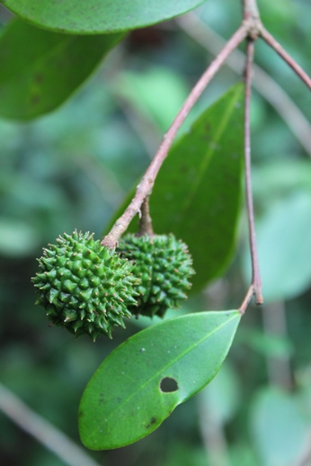 Esenbeckia grandiflora