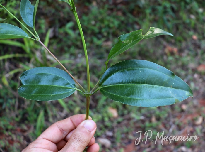 Miconia cinnamomifolia
