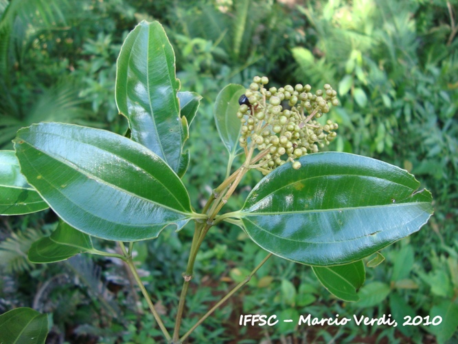 Miconia cinnamomifolia