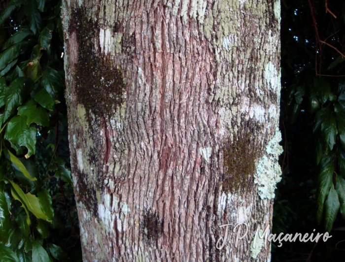 Miconia cinnamomifolia