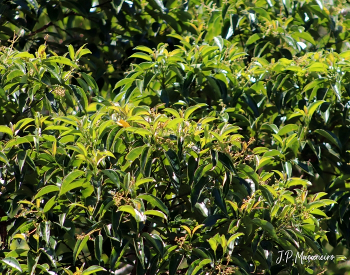 Miconia cinnamomifolia