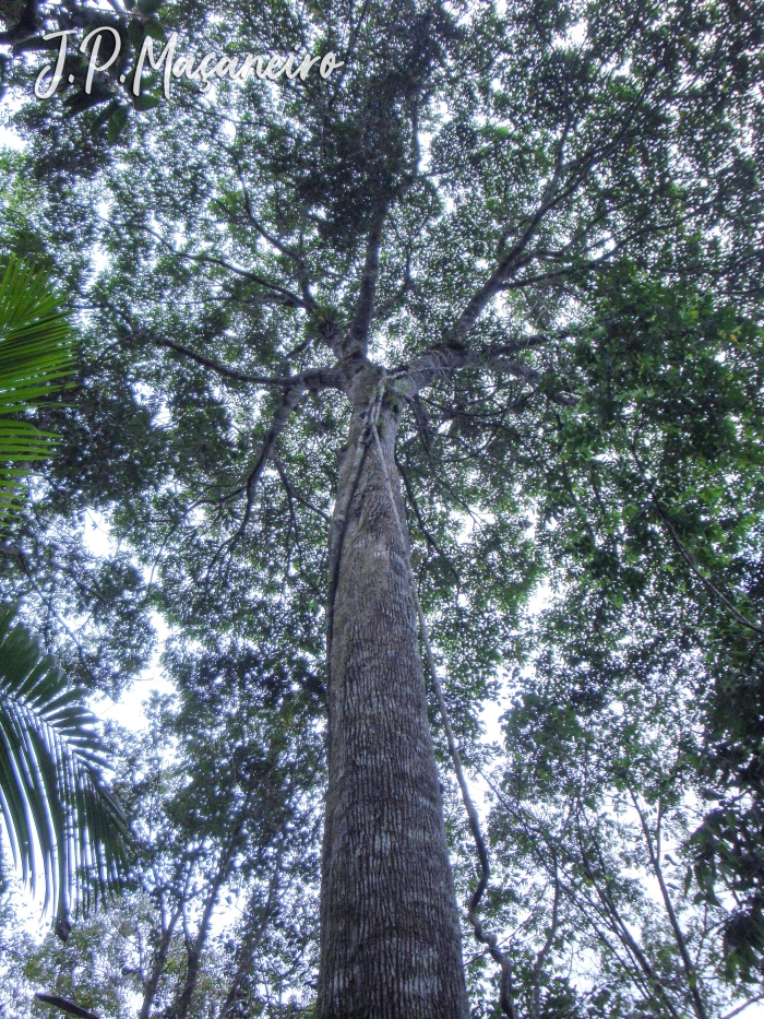 Miconia cinnamomifolia