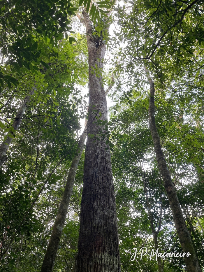 Miconia cinnamomifolia