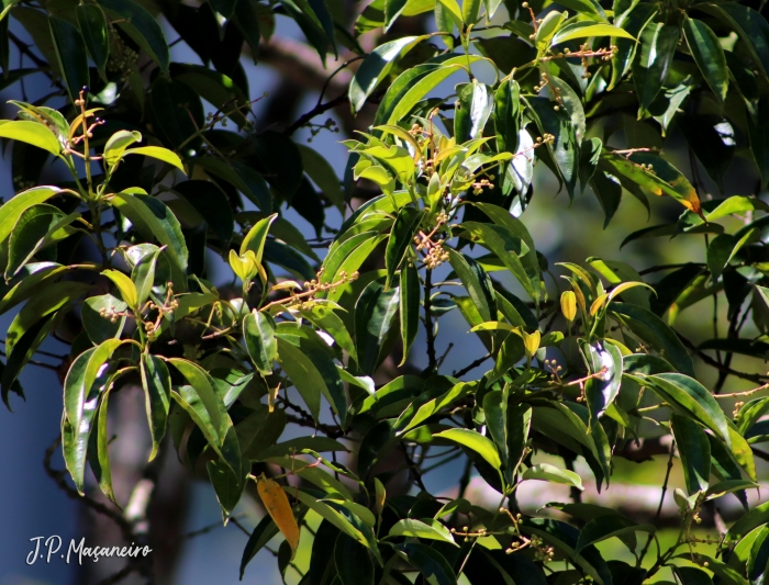 Miconia cinnamomifolia