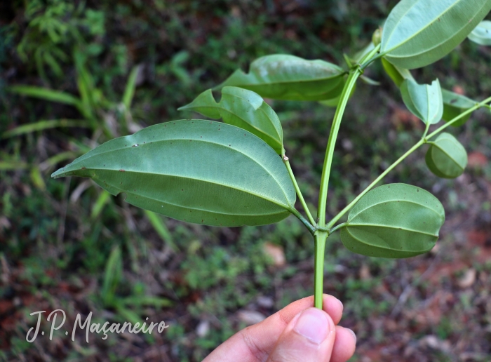 Miconia cinnamomifolia