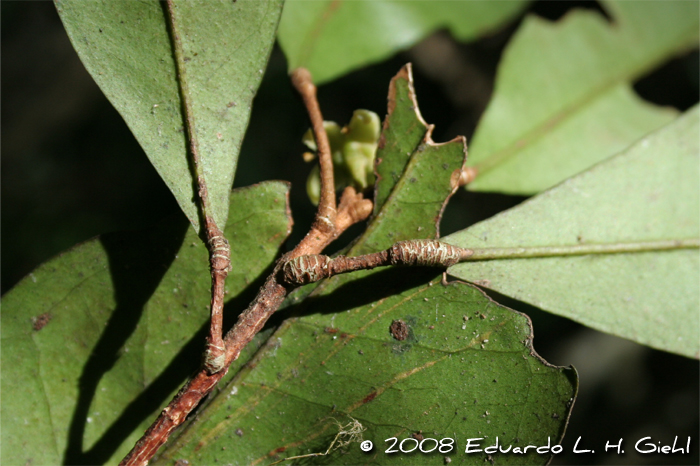 Esenbeckia grandiflora