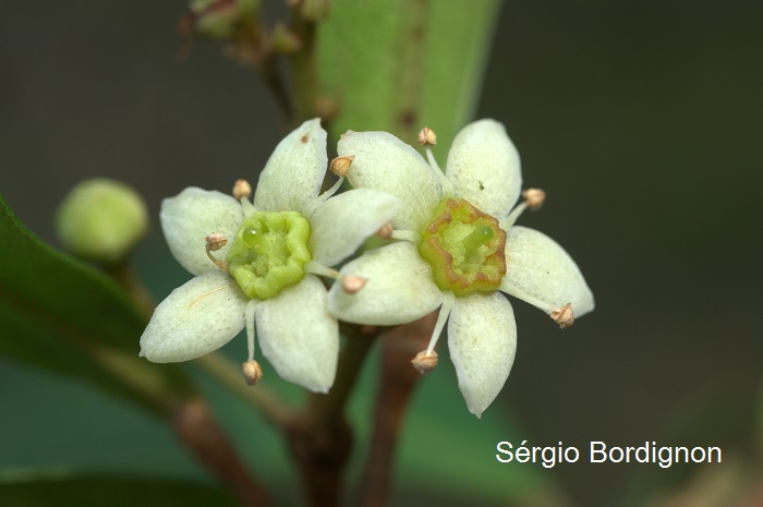 Esenbeckia grandiflora