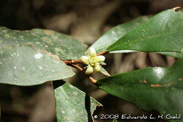 Esenbeckia grandiflora