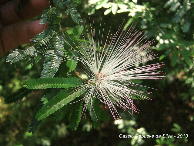 Calliandra brevipes