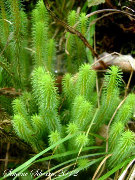 Huperzia reflexa