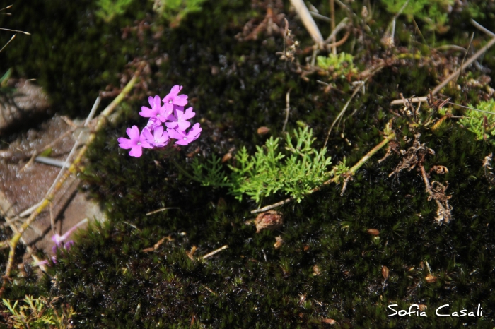 Glandularia catharinae