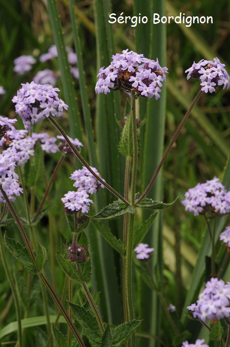 Glandularia corymbosa