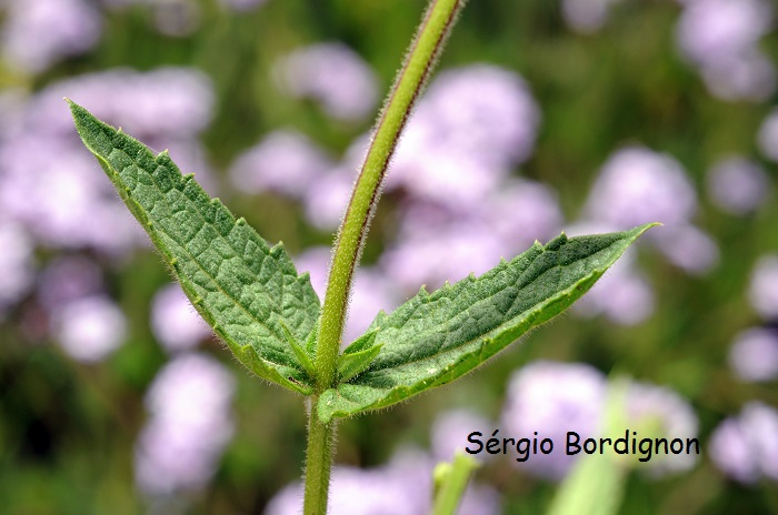 Glandularia corymbosa