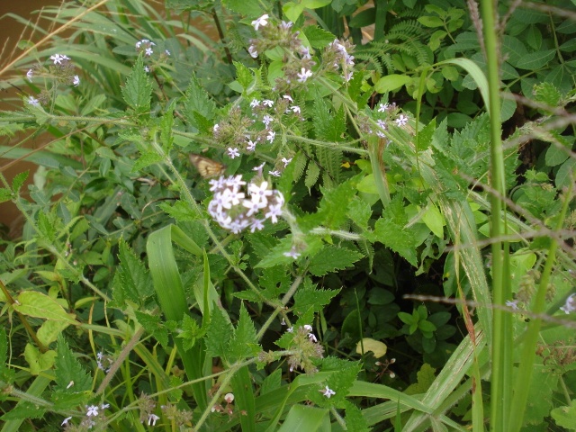 Glandularia corymbosa