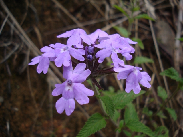 Glandularia guaranitica