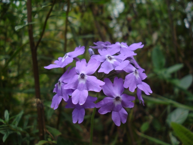 Glandularia guaranitica