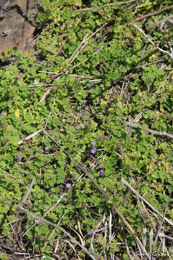 Glandularia jordanensis
