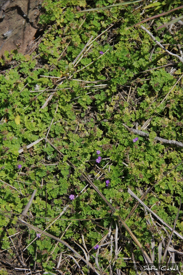 Glandularia jordanensis