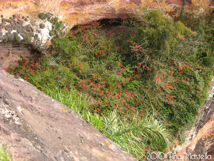 Calliandra tweedii