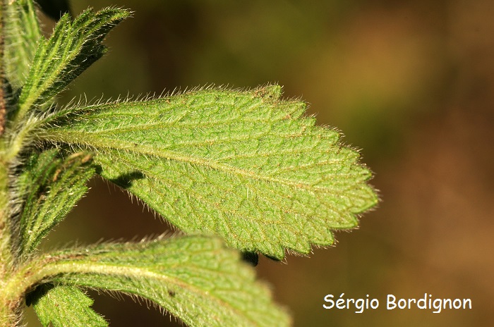 Glandularia marrubioides